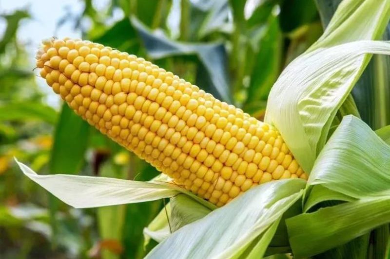 Giá trị dinh dưỡng của ngô tươi là gì? Ăn ngô có thể giảm cân không?