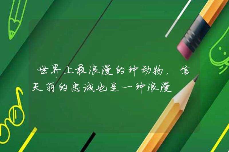Con vật lãng mạn nhất thế giới, lòng trung thành của Albatross cũng là một loại lãng mạn