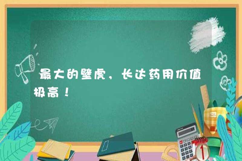 Con tắc kè lớn nhất, với giá trị thuốc cao!